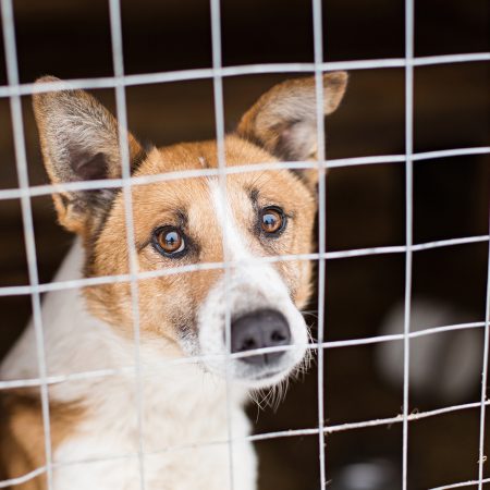 Charytatywna akcja na rzecz Schroniska dla Bezdomnych Zwierząt w Orzechowcach na terenie kampusu PANS w Jarosławiu