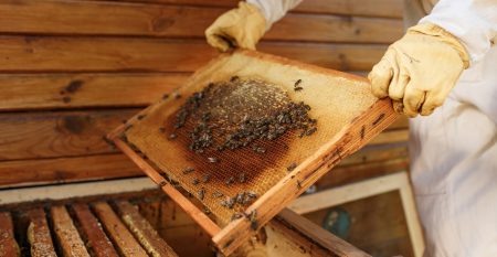 Hands Of Beekeeper Pulls Out From The Hive A Wooden Frame With H
